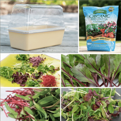 microgreens growing kit